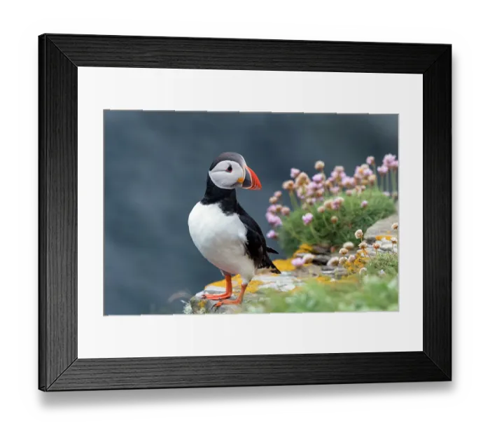 Framed Print : Puffin (Fratercula arctica) standing on cliff top with pink flowers, Noss, Shetland Islands, Scotland, UK. June Framed Print : Puffin (Fratercula arctica) standing on cliff top with pink flowers, Noss, Shetland Islands, Scotland, UK. June