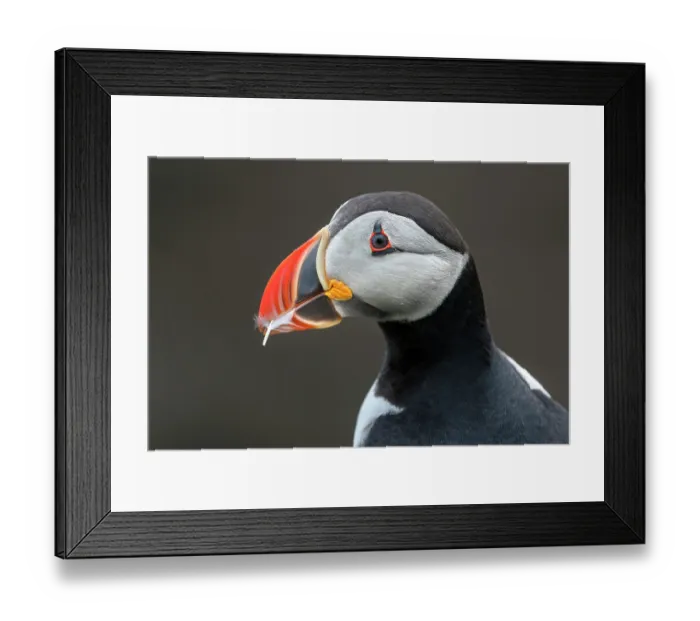Framed Print : Puffin (Fratercula arctica) carrying a feather in its beak to use as nesting material, Noss, Shetland Islands, Scotland, UK. June Framed Print : Puffin (Fratercula arctica) carrying a feather in its beak to use as nesting material, Noss, Shetland Islands, Scotland, UK. June
