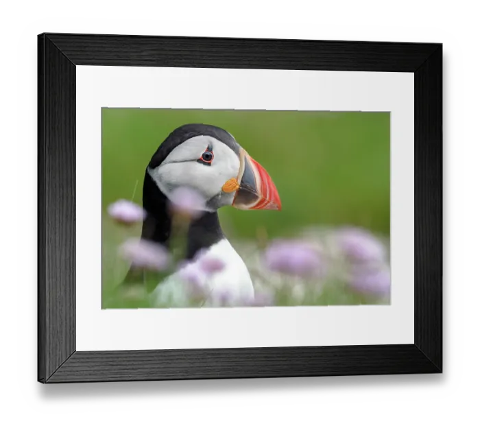 Framed Print : RF - Puffin (Fratercula arctica) standing among pink wildflowers, Noss, Shetland Islands, Scotland, UK. June Framed Print : RF - Puffin (Fratercula arctica) standing among pink wildflowers, Noss, Shetland Islands, Scotland, UK. June