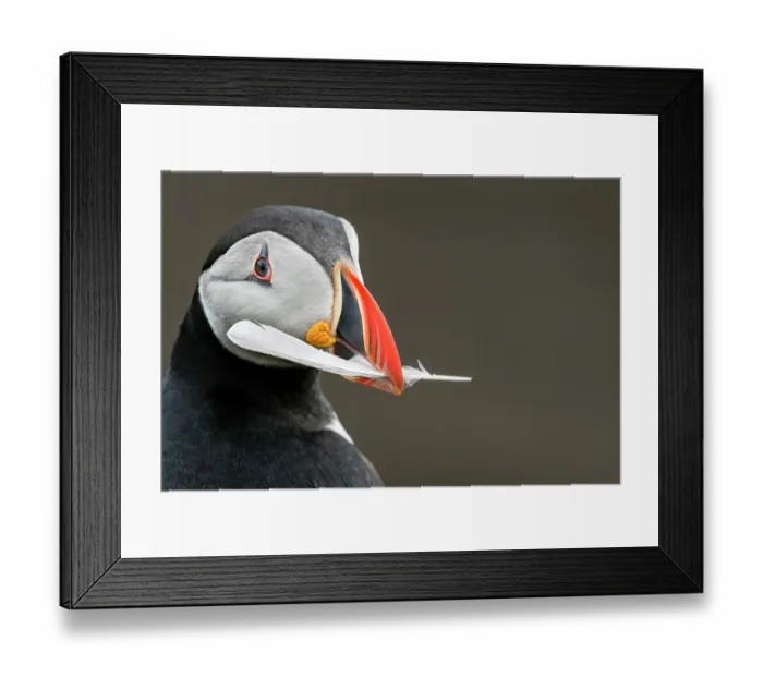 Framed Print : Puffin (Fratercula arctica) carrying a feather in its beak to use as nesting material, Noss, Shetland Islands, Scotland, UK. June Framed Print : Puffin (Fratercula arctica) carrying a feather in its beak to use as nesting material, Noss, Shetland Islands, Scotland, UK. June