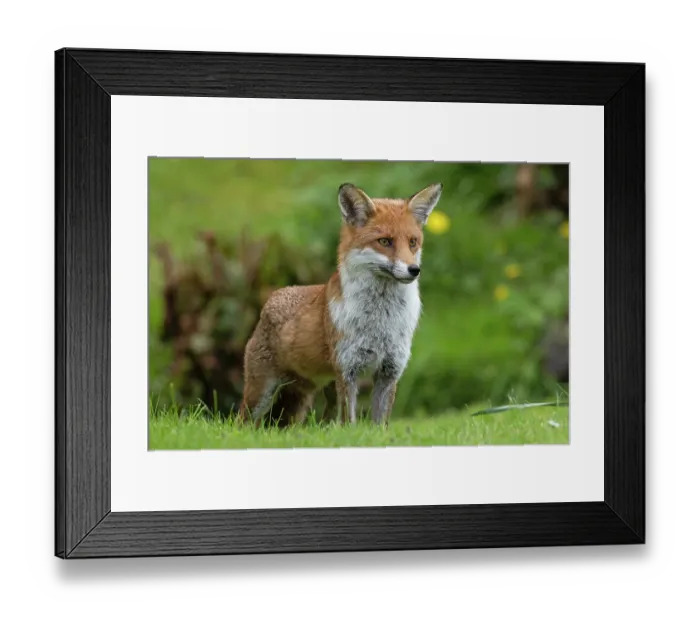 Framed Print : Red fox (Vulpes vulpes) portrait, Surrey, England, UK. April Framed Print : Red fox (Vulpes vulpes) portrait, Surrey, England, UK. April