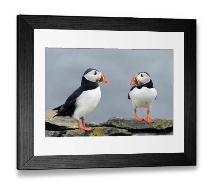 Framed Print : Two Puffins (Fratercula arctica) perched on rocks, Noss, Shetland Islands, Scotland, UK. June