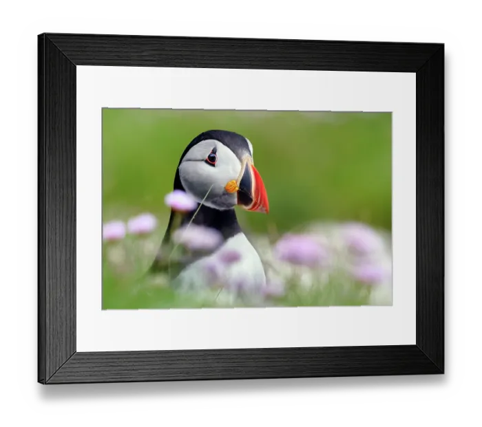 Framed Print : RF - Puffin (Fratercula arctica) standing among pink wildflowers, Noss, Shetland Islands, Scotland, UK. June Framed Print : RF - Puffin (Fratercula arctica) standing among pink wildflowers, Noss, Shetland Islands, Scotland, UK. June