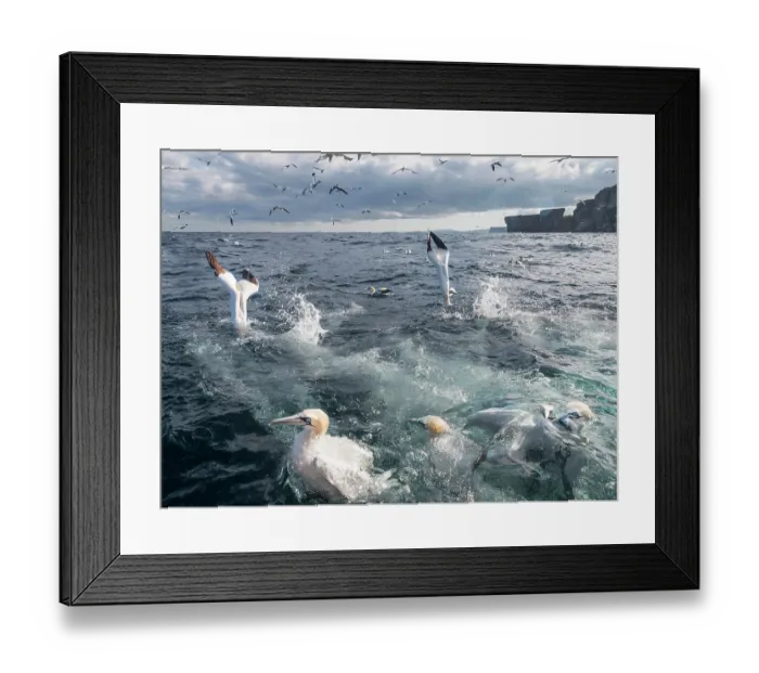 Framed Print : RF - Northern gannets (Morus bassanus) flock fishing, Noss, Shetland Islands, Scotland, UK, North Sea. July. (This image may be licensed either as rights managed or royalty free.) Framed Print : RF - Northern gannets (Morus bassanus) flock fishing, Noss, Shetland Islands, Scotland, UK, North Sea. July. (This image may be licensed either as rights managed or royalty free.)
