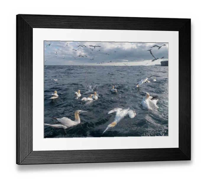 Framed Print : Northern gannets (Morus bassanus) flock fishing, Noss, Shetland Islands, Scotland, UK, North Sea. July Framed Print : Northern gannets (Morus bassanus) flock fishing, Noss, Shetland Islands, Scotland, UK, North Sea. July