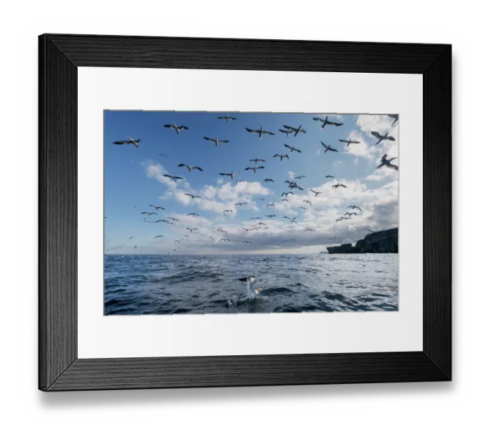 Framed Print : Northern gannets (Morus bassanus) flock in flight over sea, Noss, Shetland Islands, Scotland, UK, North Sea. July