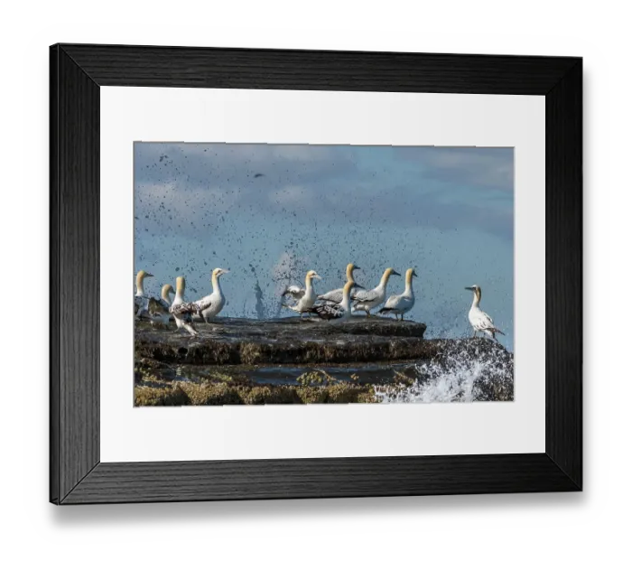 Framed Print : Northern gannets (Morus bassanus) nesting colony perched on rocks, Noss, Shetland Islands, Scotland, UK. July Framed Print : Northern gannets (Morus bassanus) nesting colony perched on rocks, Noss, Shetland Islands, Scotland, UK. July