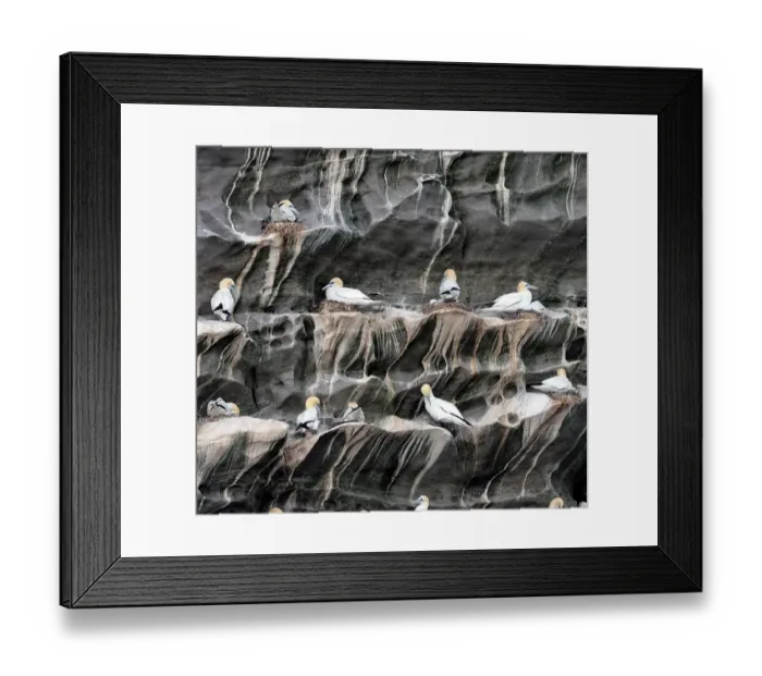 Framed Print : Northern gannets (Morus bassanus) colony nesting on cliff face, Noss, Shetland Islands, Scotland, UK. July Framed Print : Northern gannets (Morus bassanus) colony nesting on cliff face, Noss, Shetland Islands, Scotland, UK. July