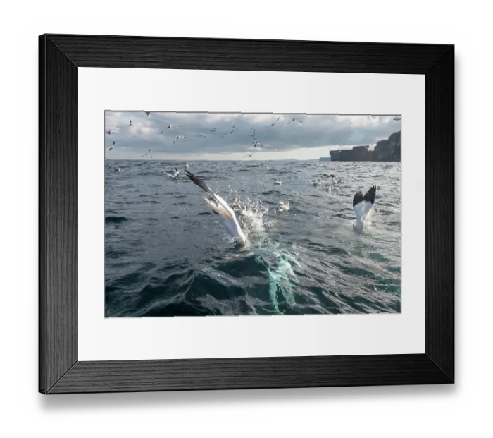 Framed Print : Northern gannets (Morus bassanus) flock fishing, Noss, Shetland Islands, Scotland, UK, North Sea. July Framed Print : Northern gannets (Morus bassanus) flock fishing, Noss, Shetland Islands, Scotland, UK, North Sea. July