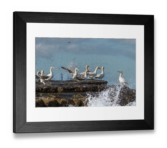 Framed Print : Northern gannets (Morus bassanus) nesting colony perched on rocks, Noss, Shetland Islands, Scotland, UK. July