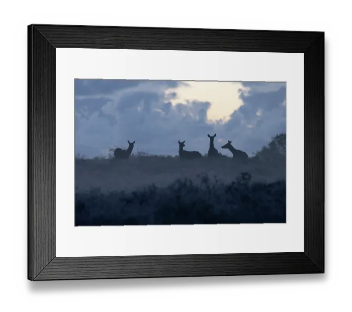 Framed Print : Four Red deer (Cervus elaphus) backlit at dawn, Suffolk, England, UK. April Framed Print : Four Red deer (Cervus elaphus) backlit at dawn, Suffolk, England, UK. April