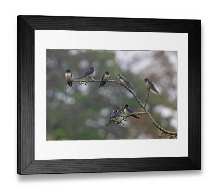 Framed Print : Barn swallows (Hirundo rustica) migrant flock resting during wet weather with a Sand martin (Riparia riparia), Norfolk, England, UK. April Framed Print : Barn swallows (Hirundo rustica) migrant flock resting during wet weather with a Sand martin (Riparia riparia), Norfolk, England, UK. April