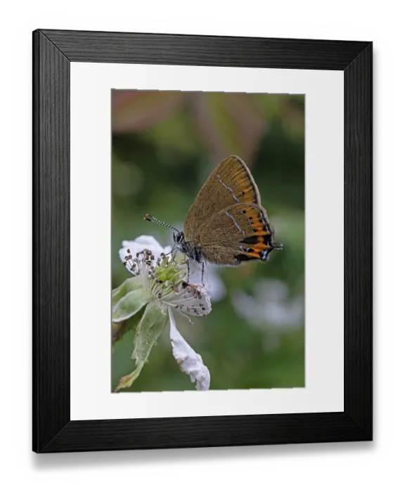 Framed Print : Black hairstreak butterfly (Satyrium pruni) nectaring on a flower, Northamptonshire, England, UK. June Framed Print : Black hairstreak butterfly (Satyrium pruni) nectaring on a flower, Northamptonshire, England, UK. June