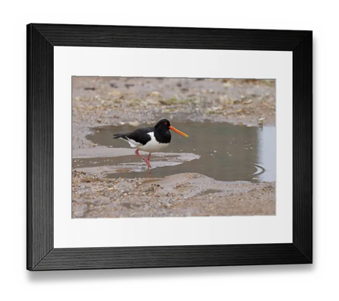 Framed Print : Oystercatcher (Haematopus ostralegus) summer breeding plumage, wading in shallow water, Norfolk, England, UK. July Framed Print : Oystercatcher (Haematopus ostralegus) summer breeding plumage, wading in shallow water, Norfolk, England, UK. July
