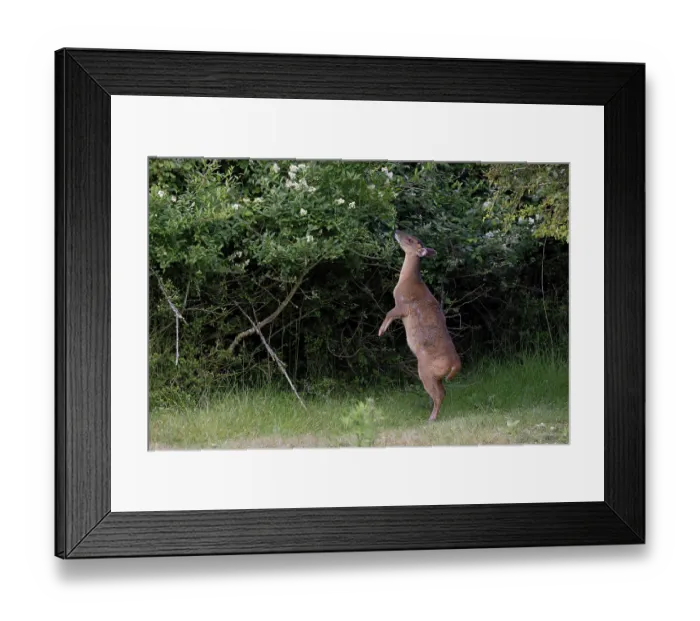 Framed Print : Reeves's muntjac (Muntiacus reevesi) standing on hind legs feeding on vegetation, Norfolk, England, UK. June Framed Print : Reeves's muntjac (Muntiacus reevesi) standing on hind legs feeding on vegetation, Norfolk, England, UK. June