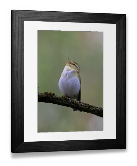Framed Print : Wood warbler (Phylloscopus sibilatrix) male, perched on branch singing, Northamptonshire, England, UK. June Framed Print : Wood warbler (Phylloscopus sibilatrix) male, perched on branch singing, Northamptonshire, England, UK. June