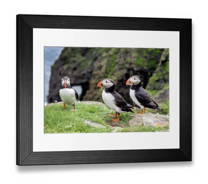 Framed Print : RF - Three Puffins (Fratercula arctica) standing on cliff top, Noss, Shetland Islands, Scotland, UK. June. (This image may be licensed either as rights managed or royalty free.) Framed Print : RF - Three Puffins (Fratercula arctica) standing on cliff top, Noss, Shetland Islands, Scotland, UK. June. (This image may be licensed either as rights managed or royalty free.)