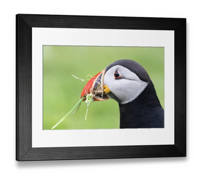 Framed Print : Puffin (Fratercula arctica) with nesting material in beak, head portrait, Noss, Shetland Islands, Scotland, UK. June Framed Print : Puffin (Fratercula arctica) with nesting material in beak, head portrait, Noss, Shetland Islands, Scotland, UK. June