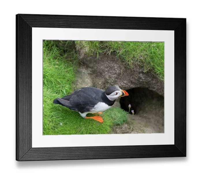 Framed Print : Puffin (Fratercula arctica) standing at burrow entrance, Noss, Shetland Islands, Scotland, UK, June Framed Print : Puffin (Fratercula arctica) standing at burrow entrance, Noss, Shetland Islands, Scotland, UK, June