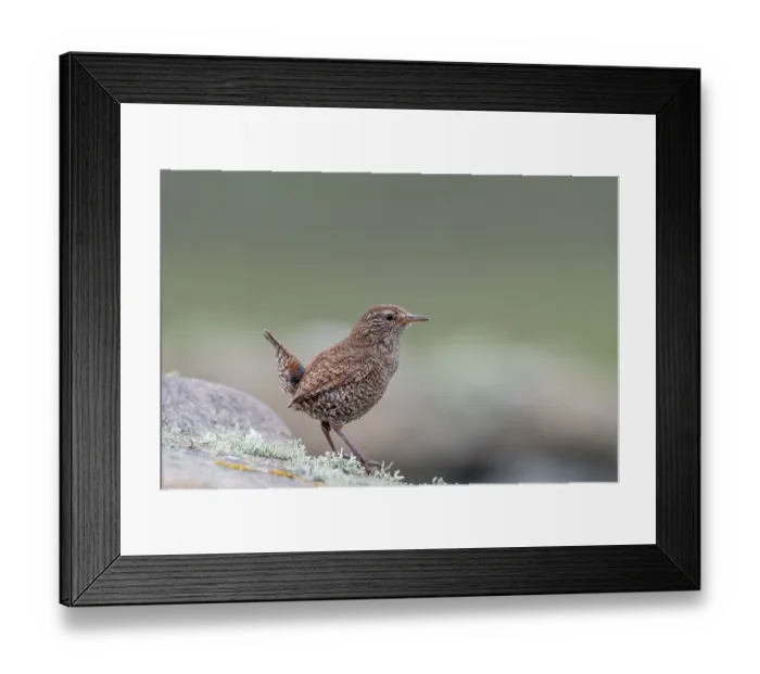 Framed Print : Shetland wren (Troglodytes troglodytes zetlandicus) perched on a rock, Island of Noss, Central Mainland, Shetland Islands, Scotland, UK. June Framed Print : Shetland wren (Troglodytes troglodytes zetlandicus) perched on a rock, Island of Noss, Central Mainland, Shetland Islands, Scotland, UK. June