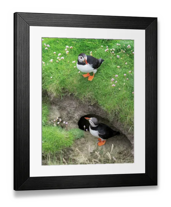 Framed Print : Puffins (Fratercula arctica) pair, standing at burrow entrance, Noss, Shetland Islands, Scotland, UK, June Framed Print : Puffins (Fratercula arctica) pair, standing at burrow entrance, Noss, Shetland Islands, Scotland, UK, June