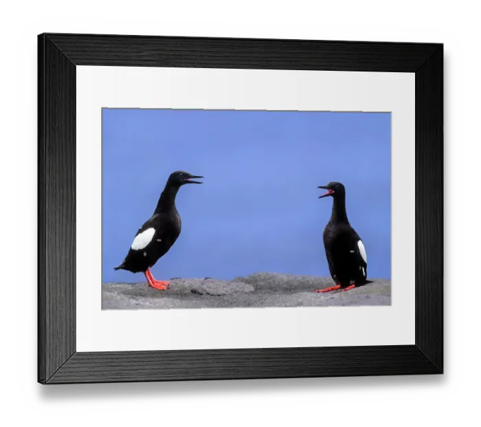 Framed Print : Two Black guillemots (Cepphus grylle) perched face to face, vocalising, Noss, Shetland Islands, Scotland, UK. June Framed Print : Two Black guillemots (Cepphus grylle) perched face to face, vocalising, Noss, Shetland Islands, Scotland, UK. June