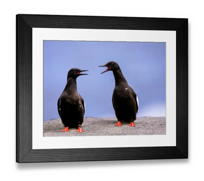 Framed Print : RF - Two Black guillemots (Cepphus grylle) perched side by side, vocalising, Noss, Shetland Islands, Scotland, UK. June Framed Print : RF - Two Black guillemots (Cepphus grylle) perched side by side, vocalising, Noss, Shetland Islands, Scotland, UK. June