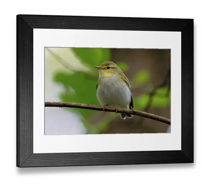 Framed Print : Wood warbler (Phylloscopus sibilatrix) male, perched on branch, Northamptonshire, England, UK. June
