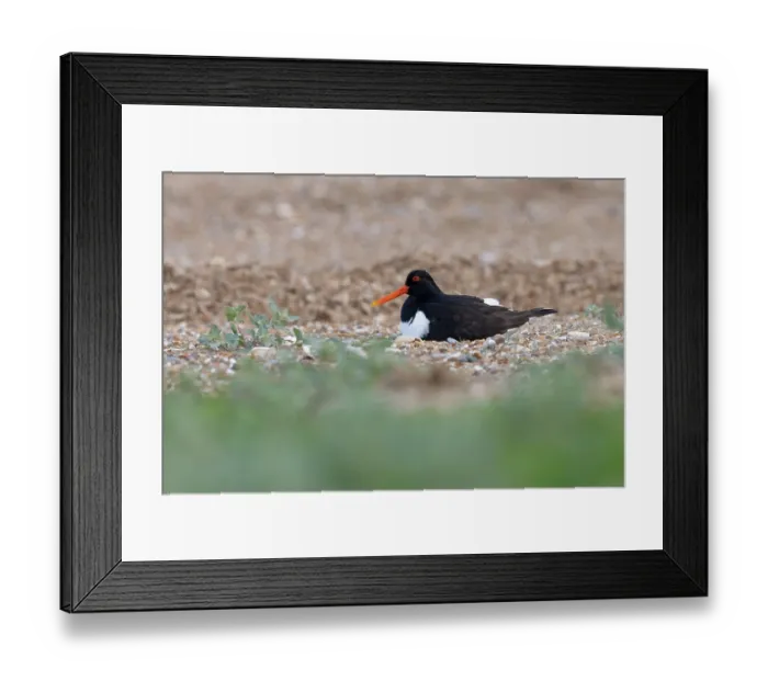 Framed Print : Oystercatcher (Haematopus ostralegus) incubating eggs on beach, Norfolk, England, UK. June
