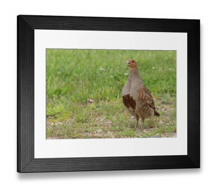 Framed Print : Grey partridge (Perdix perdix) male, portrait, Norfolk, England, UK. June Framed Print : Grey partridge (Perdix perdix) male, portrait, Norfolk, England, UK. June