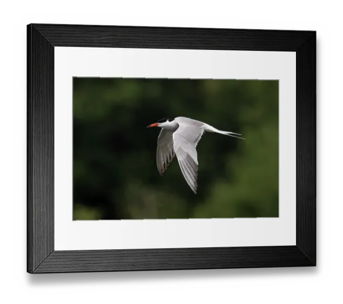Framed Print : Common tern (Sterna hirundo) summer breeding plumage, in flight, Lincolnshire, England, UK. July