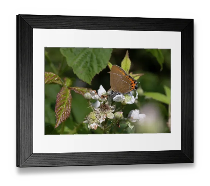 Framed Print : Black hairstreak butterfly (Satyrium pruni) nectaring on a flower, Northamptonshire, England, UK. June Framed Print : Black hairstreak butterfly (Satyrium pruni) nectaring on a flower, Northamptonshire, England, UK. June