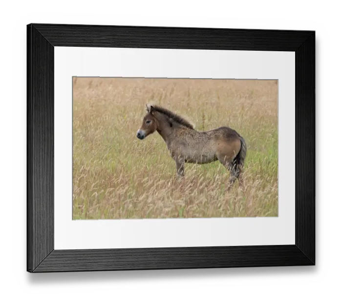 Framed Print : Exmoor pony (Equus ferus caballus) standing in field, conservation ponies rewilding farmland, Norfolk, England, UK. July Framed Print : Exmoor pony (Equus ferus caballus) standing in field, conservation ponies rewilding farmland, Norfolk, England, UK. July