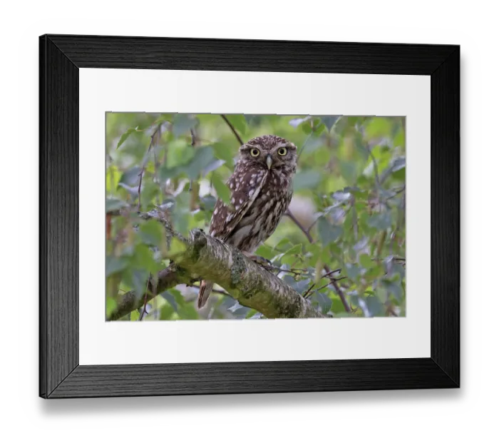 Framed Print : Little owl (Athene noctua) perched in tree, Norfolk, England, UK. July Framed Print : Little owl (Athene noctua) perched in tree, Norfolk, England, UK. July