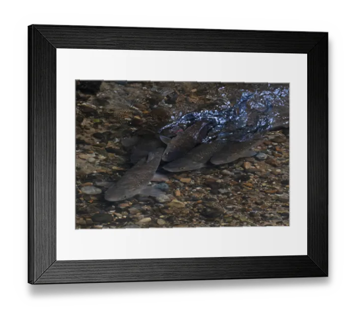 Framed Print : Group of Chubs (Squalius cephalus) spawning over shingle in River Yare, Norfolk, England, UK. July Framed Print : Group of Chubs (Squalius cephalus) spawning over shingle in River Yare, Norfolk, England, UK. July