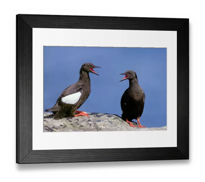 Framed Print : Two Black guillemots (Cepphus grylle) perched face to face, vocalising, Noss, Shetland Islands, Scotland, UK. June Framed Print : Two Black guillemots (Cepphus grylle) perched face to face, vocalising, Noss, Shetland Islands, Scotland, UK. June