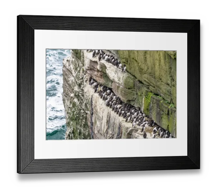 Framed Print : Guillemots (Uria aalge) colony perched on cliff ledge, Noss, Shetland Islands, Scotland, UK. June Framed Print : Guillemots (Uria aalge) colony perched on cliff ledge, Noss, Shetland Islands, Scotland, UK. June