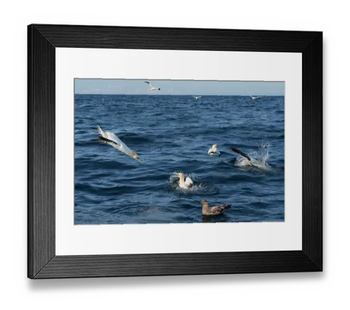 Framed Print : Northern gannets (Morus bassanus) fishing with a Great skua (Stercorarius skua) in foreground, Noss, Shetland Islands, Scotland, UK, North Sea. July Framed Print : Northern gannets (Morus bassanus) fishing with a Great skua (Stercorarius skua) in foreground, Noss, Shetland Islands, Scotland, UK, North Sea. July