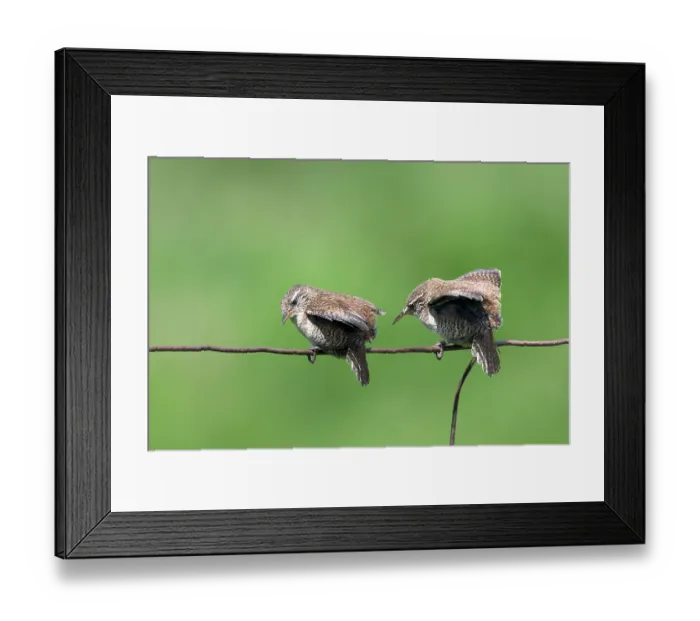 Framed Print : Two Shetland wrens (Troglodytes troglodytes zetlandicus) juvenile, perched on wire, Island of Noss, Shetland Islands, Scotland, UK. June Framed Print : Two Shetland wrens (Troglodytes troglodytes zetlandicus) juvenile, perched on wire, Island of Noss, Shetland Islands, Scotland, UK. June