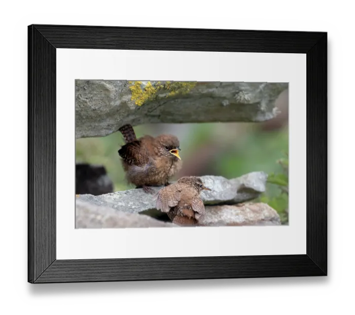 Framed Print : Shetland wren (Troglodytes troglodytes zetlandicus) feeding begging chick, Island of Noss, Central Mainland, Shetland Islands, Scotland, UK. June Framed Print : Shetland wren (Troglodytes troglodytes zetlandicus) feeding begging chick, Island of Noss, Central Mainland, Shetland Islands, Scotland, UK. June