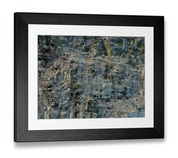 Framed Print : Northern gannet (Morus bassanus) nesting colony on cliff face, Noss, Shetland Islands, Scotland, UK. July