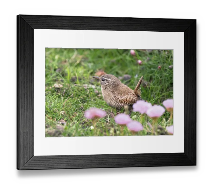 Framed Print : Shetland wren (Troglodytes troglodytes zetlandicus) standing among pink flowers, Island of Noss, Shetland Islands, Scotland, UK Framed Print : Shetland wren (Troglodytes troglodytes zetlandicus) standing among pink flowers, Island of Noss, Shetland Islands, Scotland, UK