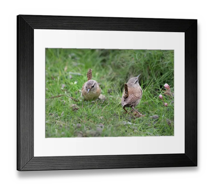 Framed Print : Shetland wrens (Troglodytes troglodytes zetlandicus) pair foraging on the ground for insects, Island of Noss, Shetland Islands, Scotland, UK. June Framed Print : Shetland wrens (Troglodytes troglodytes zetlandicus) pair foraging on the ground for insects, Island of Noss, Shetland Islands, Scotland, UK. June