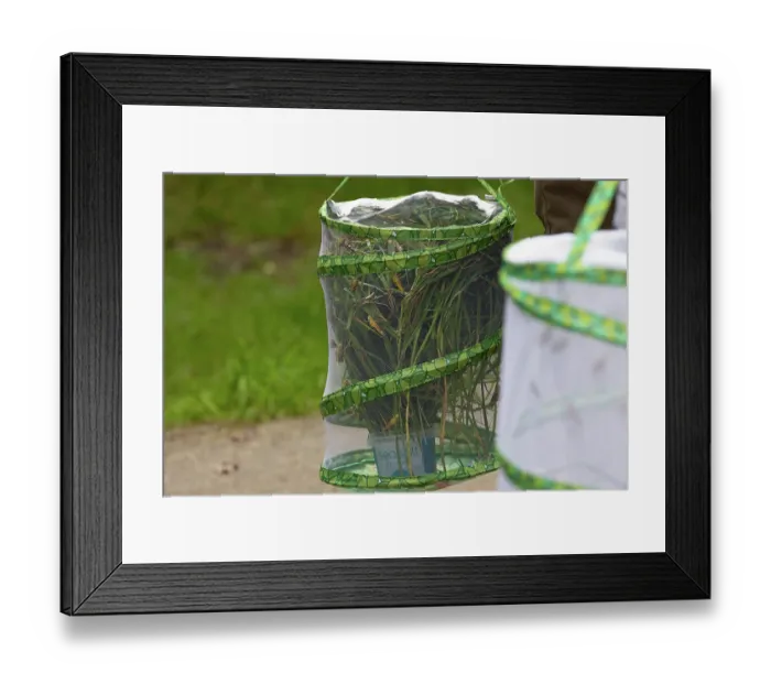 Framed Print : Baskets containing Large marsh grasshoppers (Stethophyma grossum) ready to be released in to the wild, Wheatfen Nature Reserve, Norfolk, England, UK. July Framed Print : Baskets containing Large marsh grasshoppers (Stethophyma grossum) ready to be released in to the wild, Wheatfen Nature Reserve, Norfolk, England, UK. July