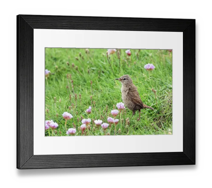 Framed Print : Shetland wren (Troglodytes troglodytes zetlandicus) standing on grass with insect prey in beak to feed chicks, Island of Noss, Shetland Islands, Scotland, UK. June Framed Print : Shetland wren (Troglodytes troglodytes zetlandicus) standing on grass with insect prey in beak to feed chicks, Island of Noss, Shetland Islands, Scotland, UK. June