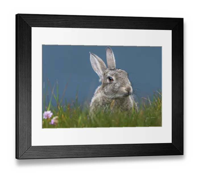 Framed Print : Rabbit (Oryctolagus cuniculus) portrait, Mainland, Shetland Islands, Scotland, UK. July Framed Print : Rabbit (Oryctolagus cuniculus) portrait, Mainland, Shetland Islands, Scotland, UK. July