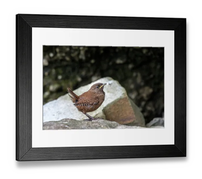 Framed Print : Shetland wren (Troglodytes troglodytes zetlandicus) juvenile, perched on a rock, Island of Noss, Central Mainland, Shetland Islands, Scotland, UK. June Framed Print : Shetland wren (Troglodytes troglodytes zetlandicus) juvenile, perched on a rock, Island of Noss, Central Mainland, Shetland Islands, Scotland, UK. June