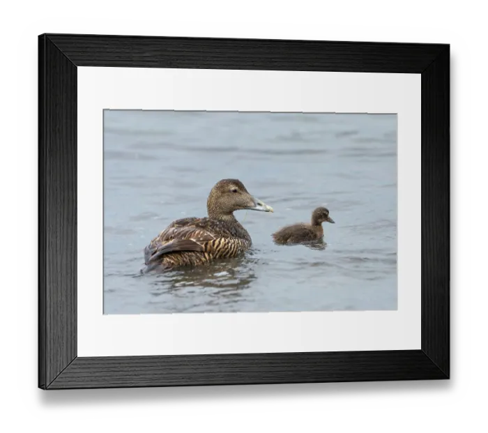 Framed Print : Eider (Somateria mollissima) female with duckling on water, Island of Noss, Shetland Islands, Scotland, UK. June Framed Print : Eider (Somateria mollissima) female with duckling on water, Island of Noss, Shetland Islands, Scotland, UK. June