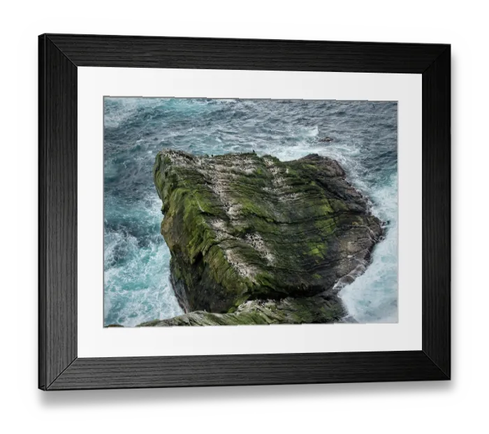 Framed Print : Guillemot (Uria aalge albionis) colony, both bridled and unbridled varieties perched at Sumburgh Head Nature Reserve, Shetland, Scotland, UK. June, 2017 Framed Print : Guillemot (Uria aalge albionis) colony, both bridled and unbridled varieties perched at Sumburgh Head Nature Reserve, Shetland, Scotland, UK. June, 2017