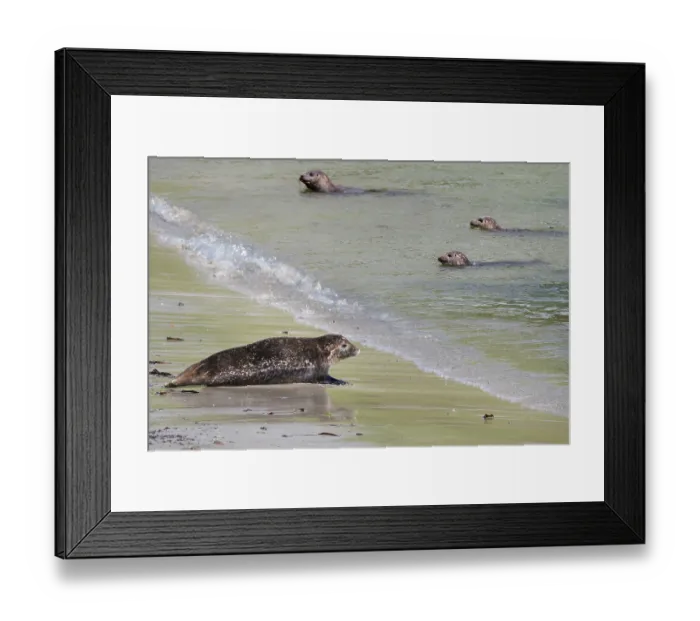 Framed Print : Common seals (Phoca vitulina) on the beach and in shallow water, Rerwick, Bay of Scousburgh, Shetland, Scotland, UK. June Framed Print : Common seals (Phoca vitulina) on the beach and in shallow water, Rerwick, Bay of Scousburgh, Shetland, Scotland, UK. June